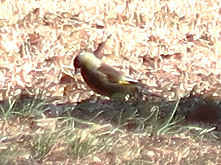 カワラヒワ