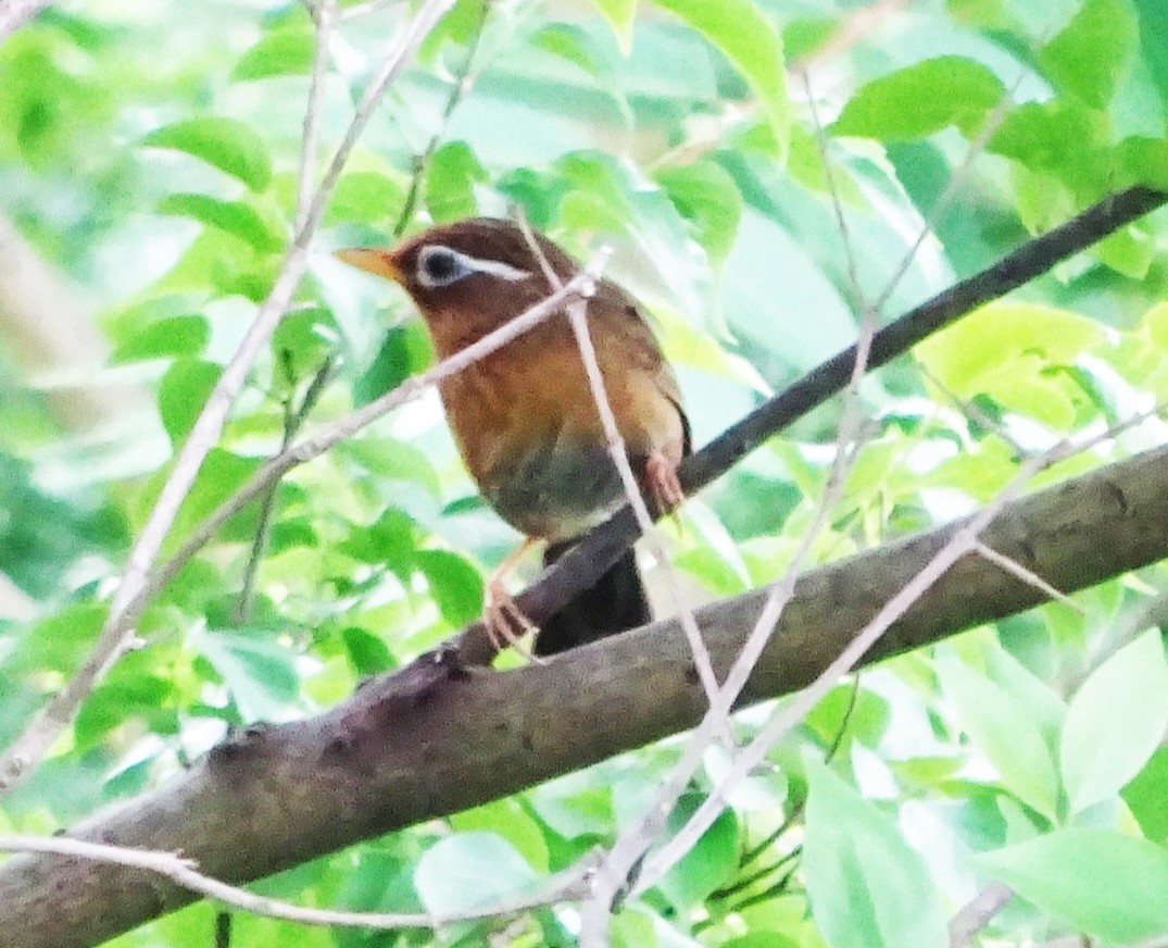 ガビチョウ